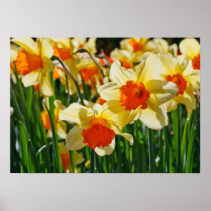 Poster de Daffodils