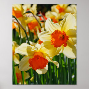 Poster de Daffodils
