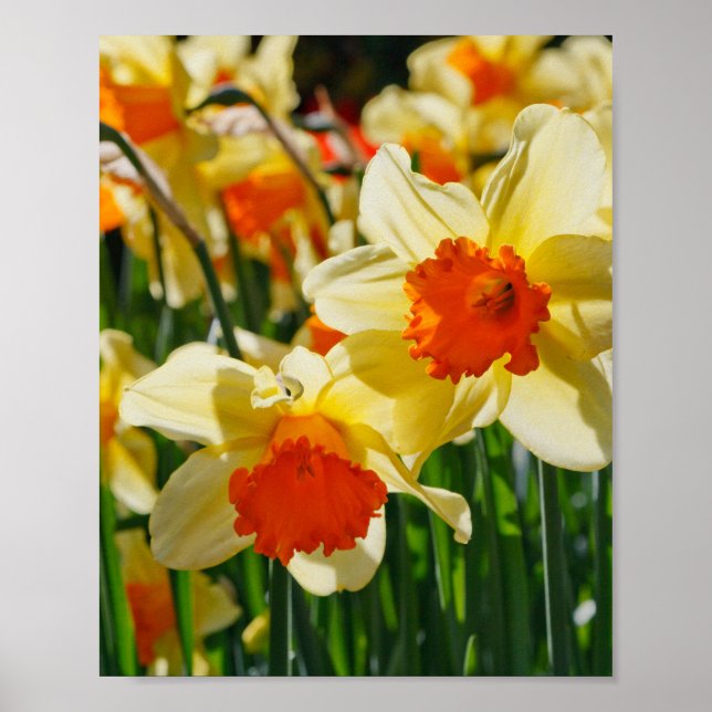 Poster de Daffodils (Frente)