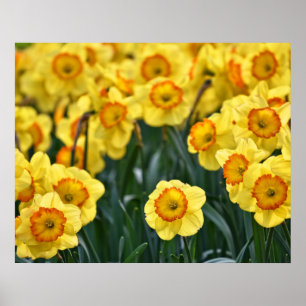 Poster de Daffodils