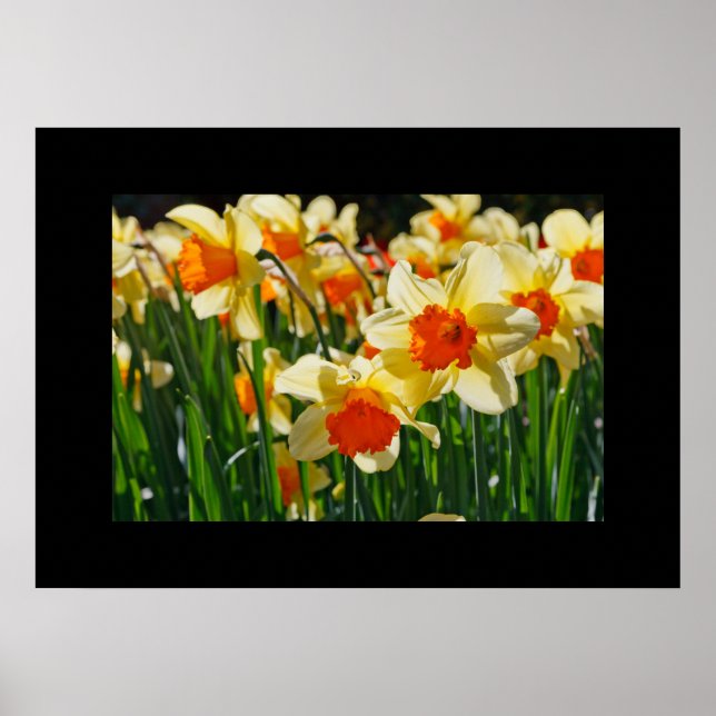 Poster de Daffodils (Frente)