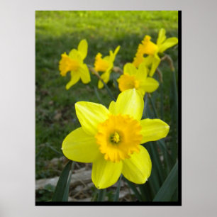 Poster de Daffodils