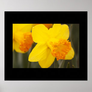 Poster de Daffodils