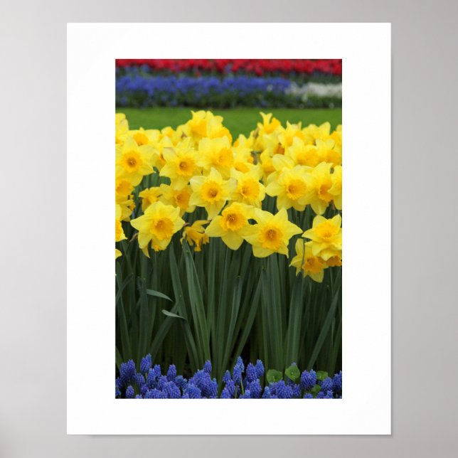 Poster de Daffodils (Frente)