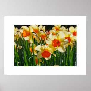 Poster de Daffodils