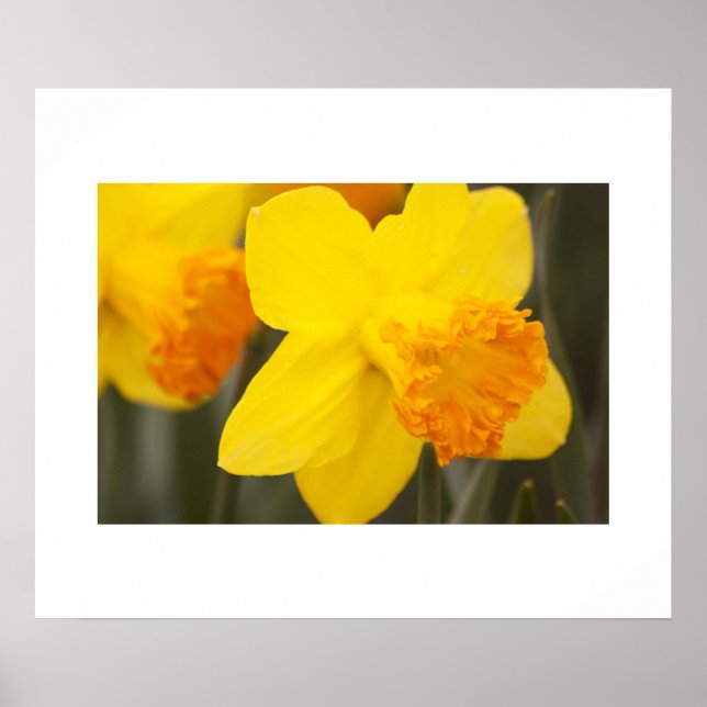 Poster de Daffodils (Frente)
