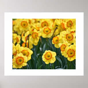 Poster de Daffodils