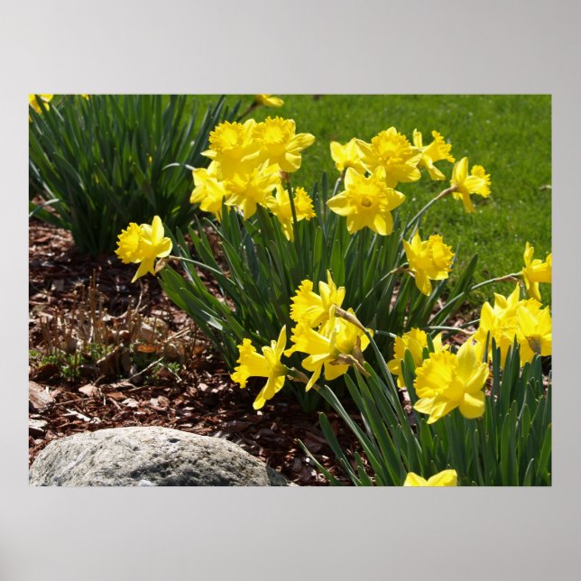 Poster de Daffodils Amarelos (Frente)