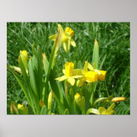 Poster de Daffodils Amarelos