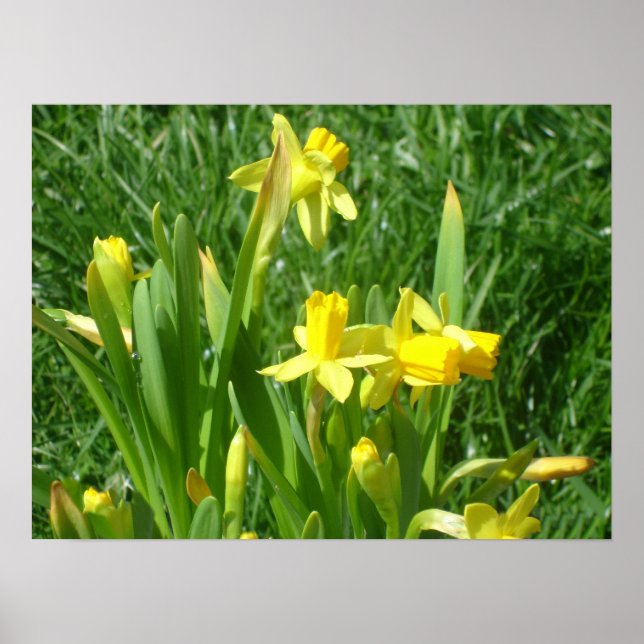 Poster de Daffodils Amarelos (Frente)