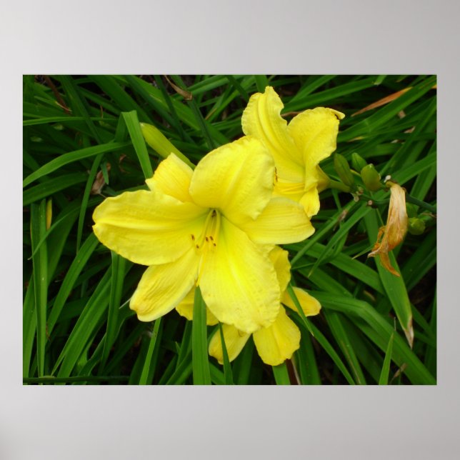 Poster de Daylily Amarelo (Frente)