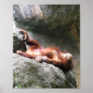 Poster de decoração para casa de Orangutan