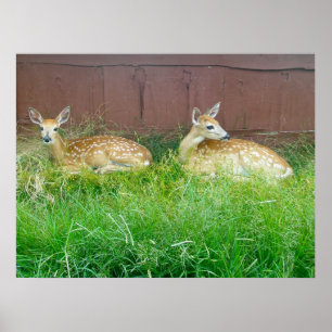 Poster de Deer Fawns de Forma Branca