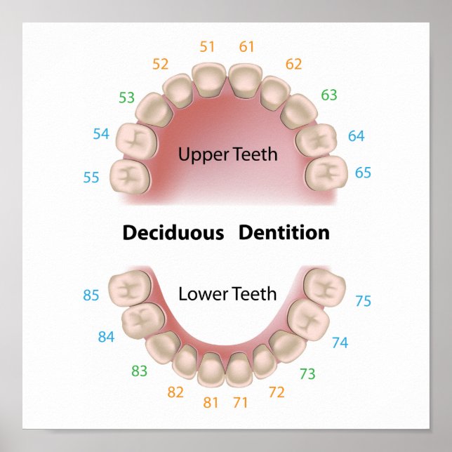 Poster de dentição decidente (dentes de bebês) (Frente)