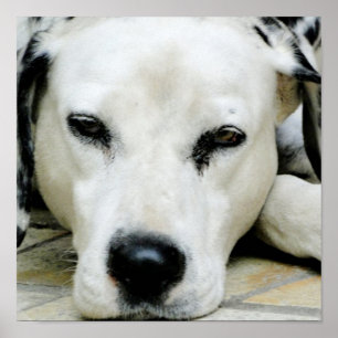Poster de descanso Dalmatian
