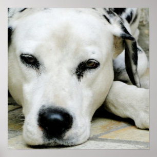 Poster de descanso Dalmatian