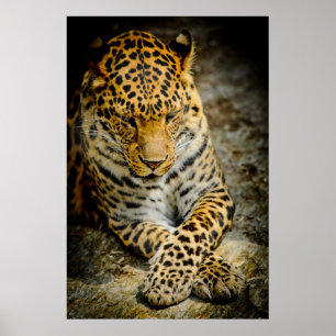 Poster de descanso do leopardo