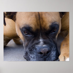 Poster de descanso do pugilista do cão