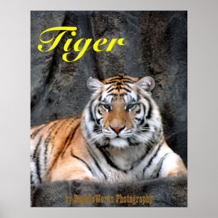 Poster de descanso do tigre