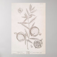 Poster de desenho botânico de romã