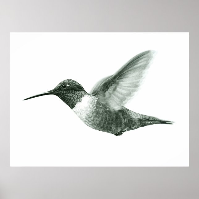 Poster de Desenho de Hummingbird (Frente)