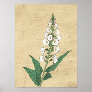 Poster de desenho de linhas botânicas de vindima