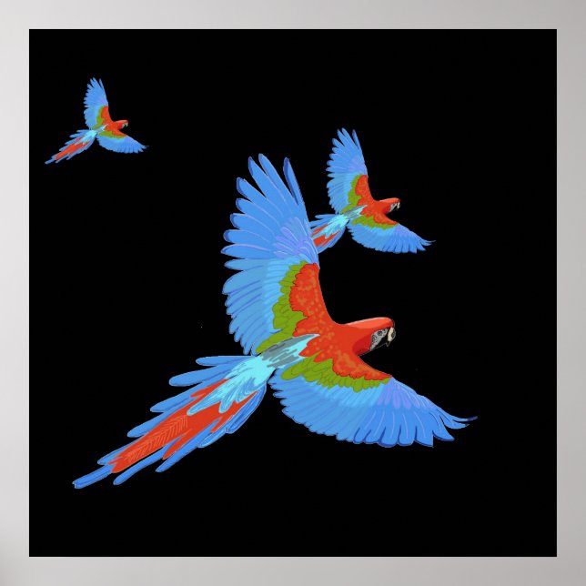 Poster de Desenho de Mão Três Macaws Voadores (Frente)
