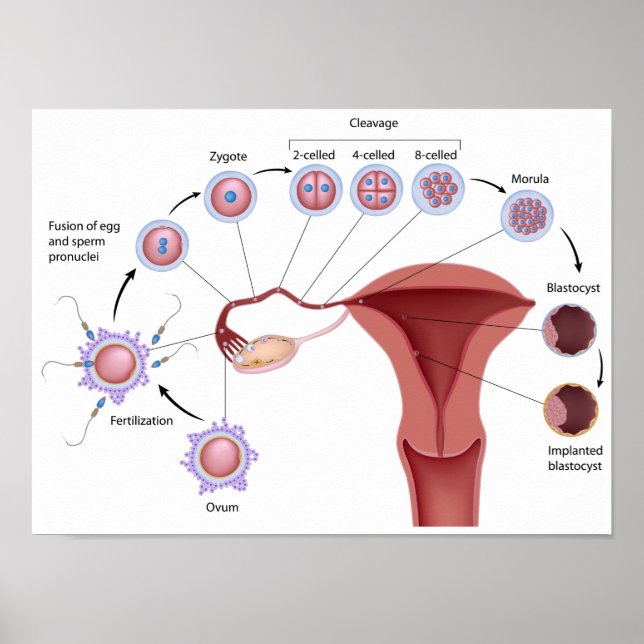 Poster de desenvolvimento humano precoce (Frente)