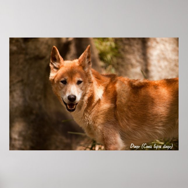 Poster de dingo australiano (Frente)