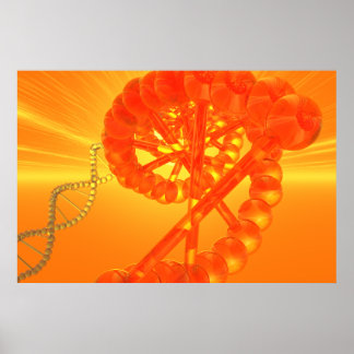 POSTER de DNA