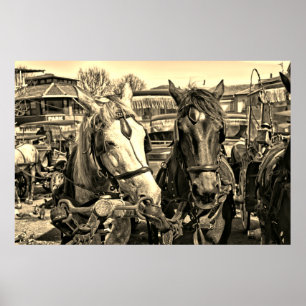 Poster de dois cavalos