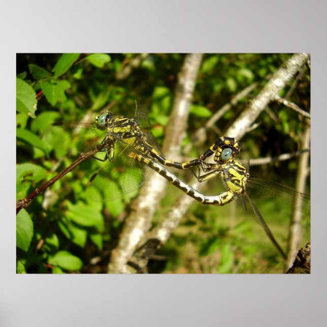 Poster de Dragonflies de cauda do clube (Frente)