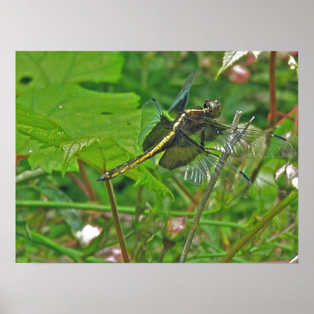 Poster de Dragonfly amarela (Frente)