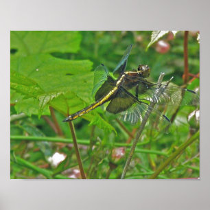 Poster de Dragonfly amarela