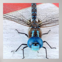 Poster de Dragonfly azul