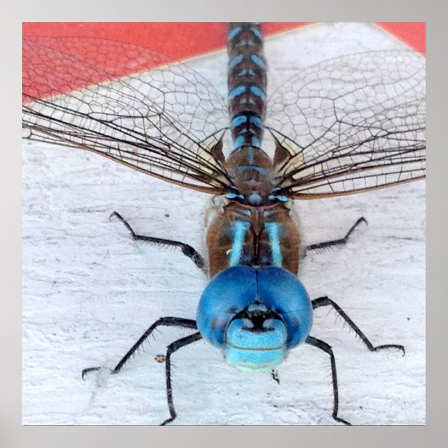 Poster de Dragonfly azul (Frente)