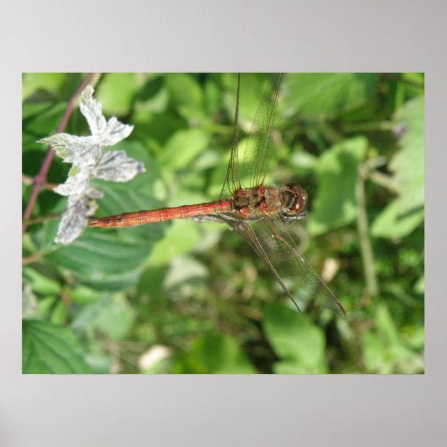 Poster de Dragonfly Dark (Frente)