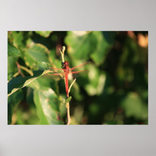 Poster de Dragonfly vermelha