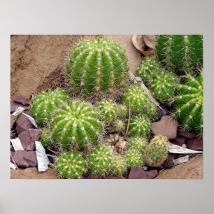 Poster de Echinopsis Bruchii