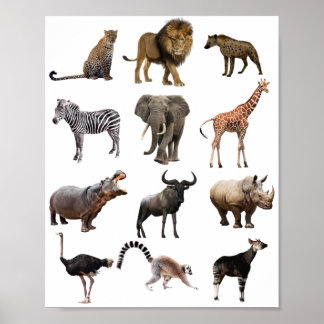 poster de educação animal africano