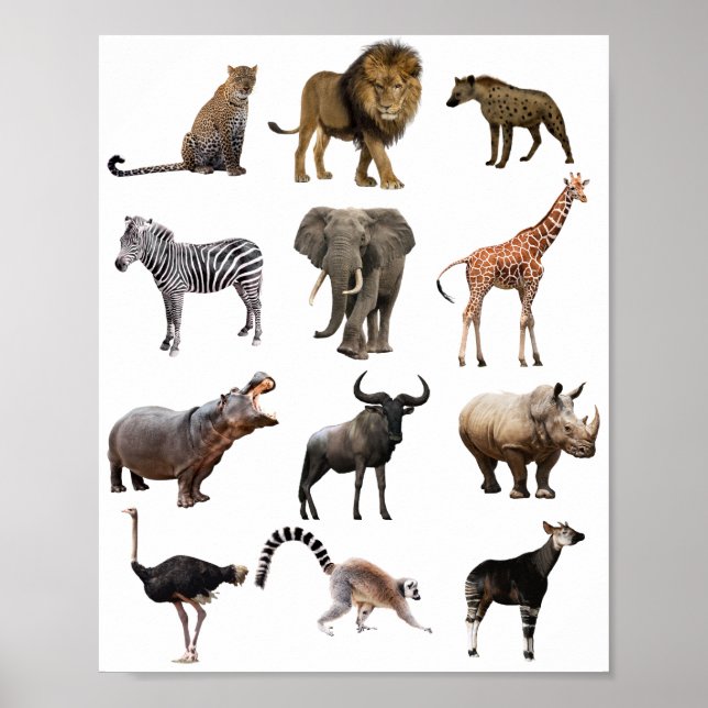 poster de educação animal africano (Frente)