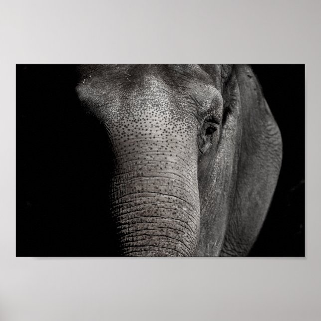 Poster de elefante (Frente)