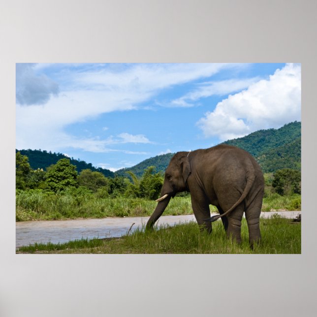 Poster de elefante (Frente)