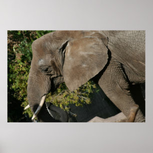 Poster de elefante