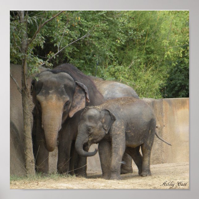 poster de elefante4 (Frente)