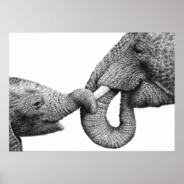Poster de Elefante Africano e Vitelo (Frente)