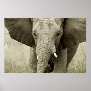 Poster de elefante africano, impressão, fotografia
