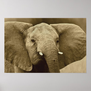 Poster de Elefante Africano, impressão, imagem, im
