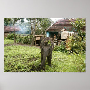 poster de elefante bebê