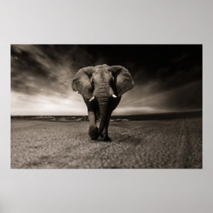 Poster de Elefante Grande